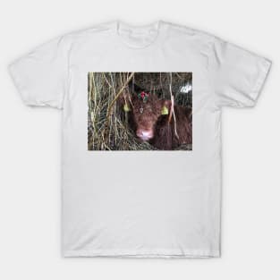 Scottish Highland Cattle Calf 1638 T-Shirt